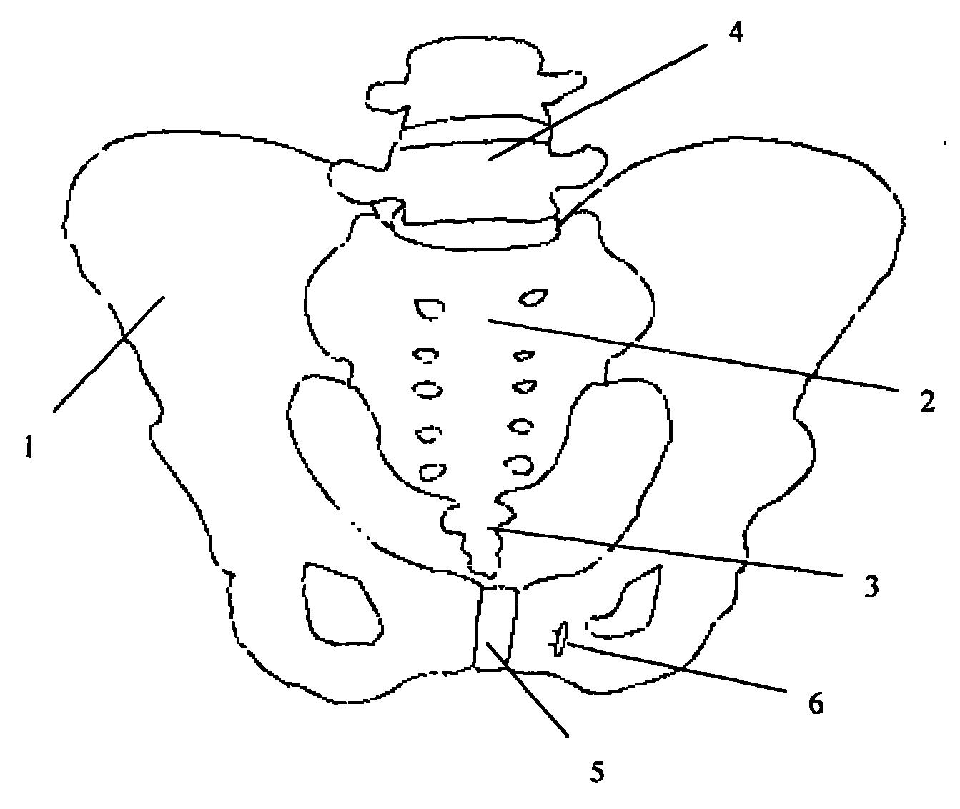 骨盆图片结构图简笔画图片
