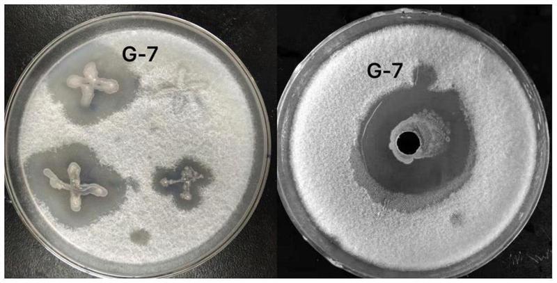 一株解澱粉芽孢桿菌及其應用-愛企查