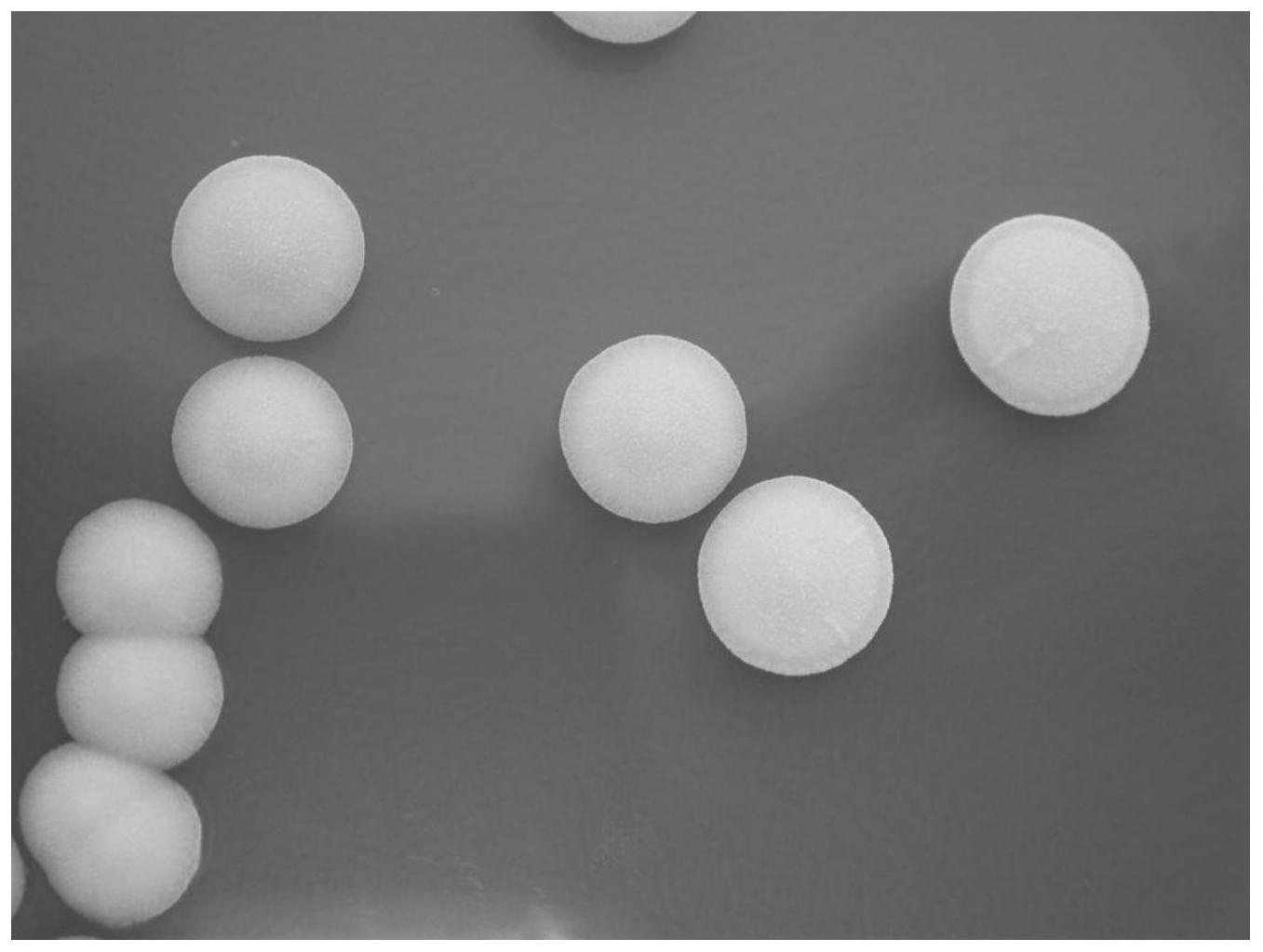 一株耐乳酸的产酯毕赤酵母-爱企查