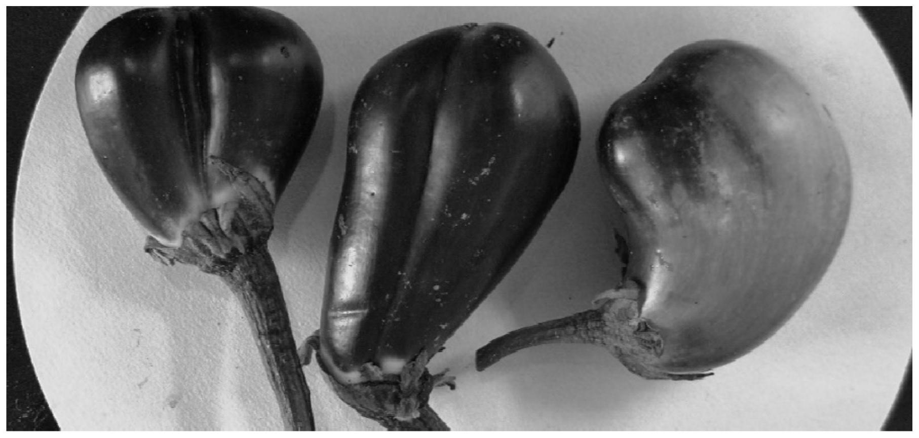 一种基于提高花粉活力的茄子单倍体植株有性繁殖加倍方法-爱企查