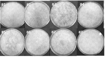一种新型米根霉菌株g1及其培养方法和应用-爱企查