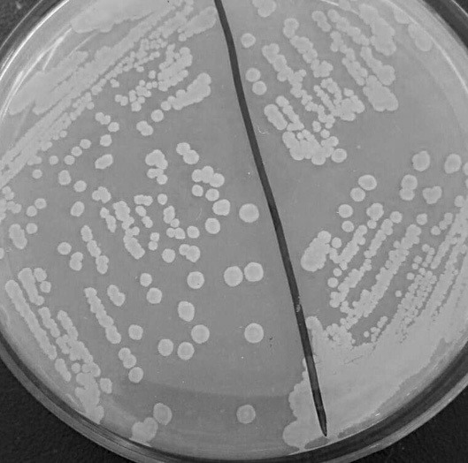 一种短小芽孢杆菌fe05及其应用-爱企查