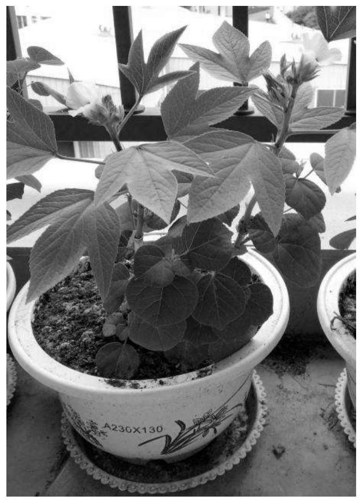 一种嫁接式玫瑰茄盆景的制作方法-爱企查