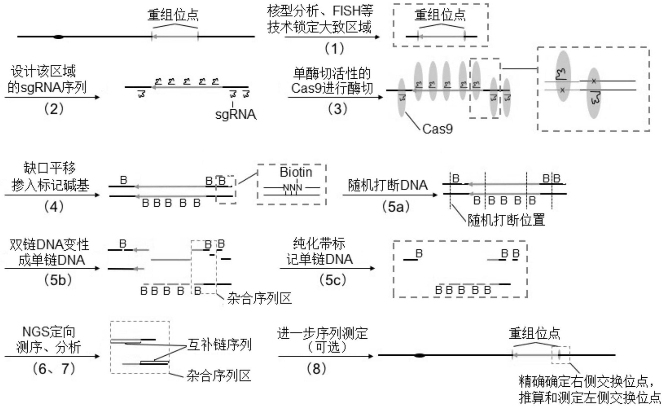 一种检测染色体异常以及重组位点dna序列的方法