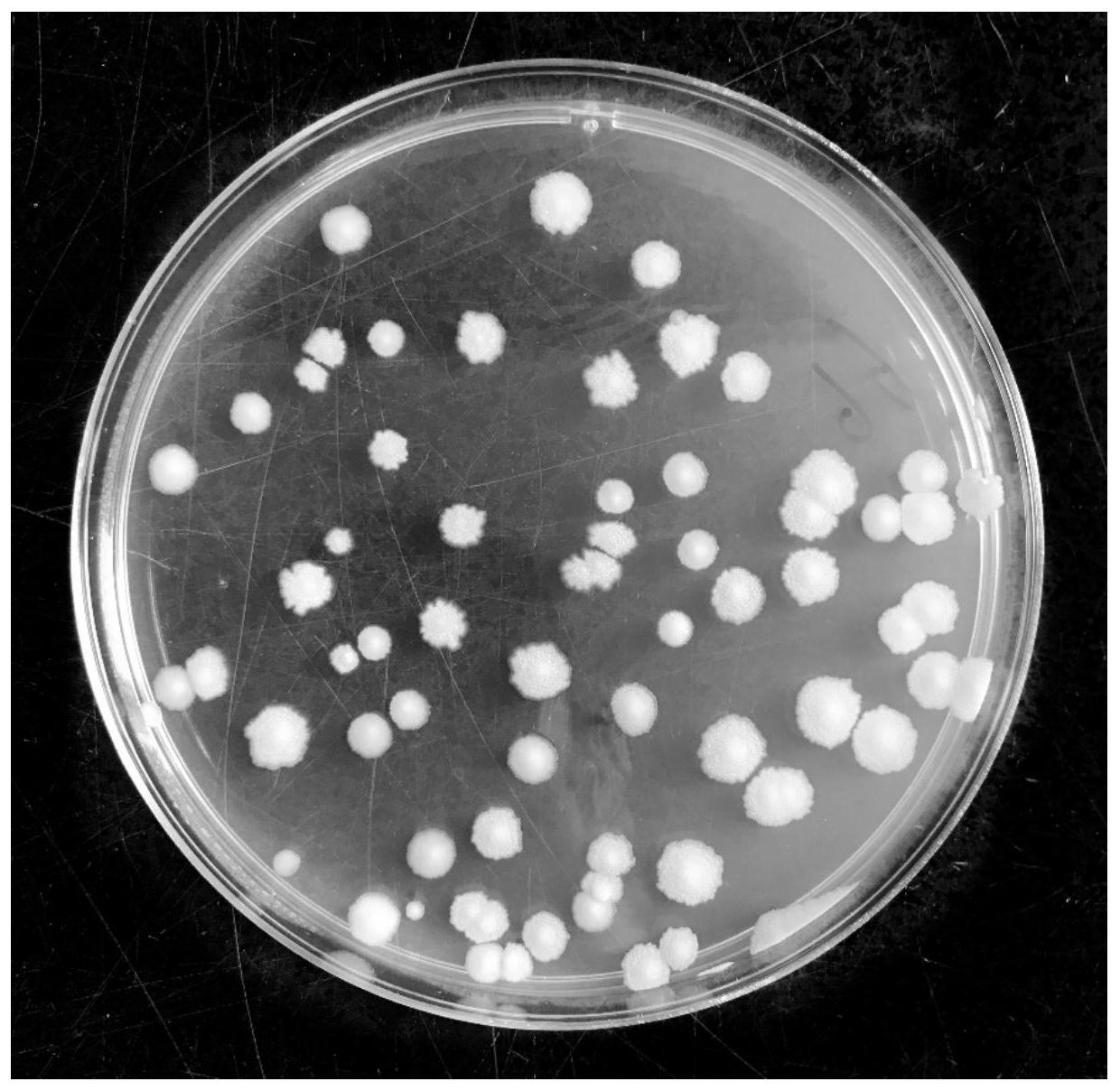 芽孢杆菌形态图片