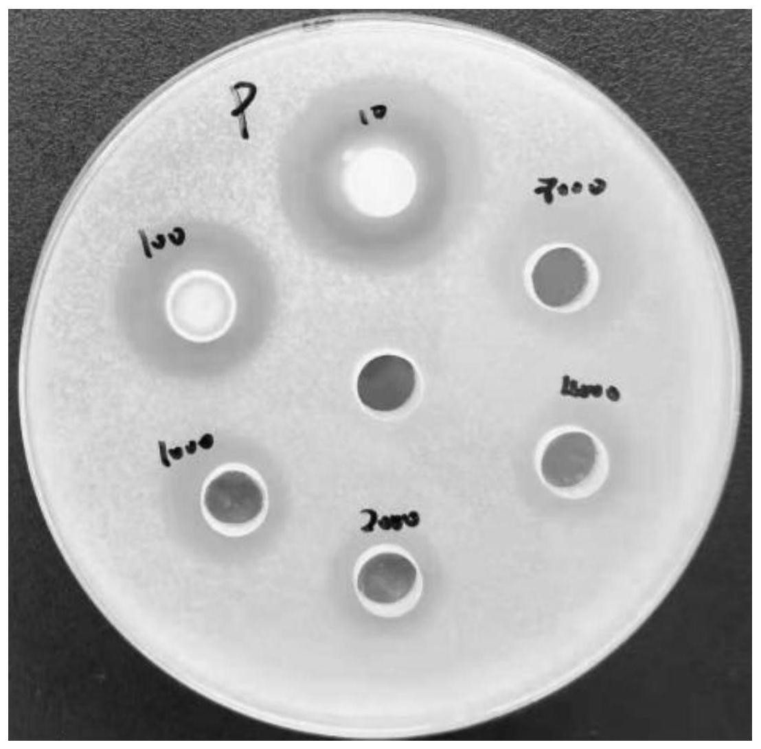 滤纸片法测定抑菌效果图片