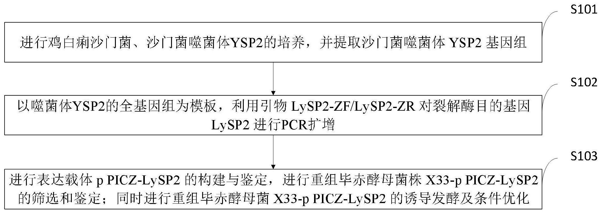 噬菌体裂解酶图片