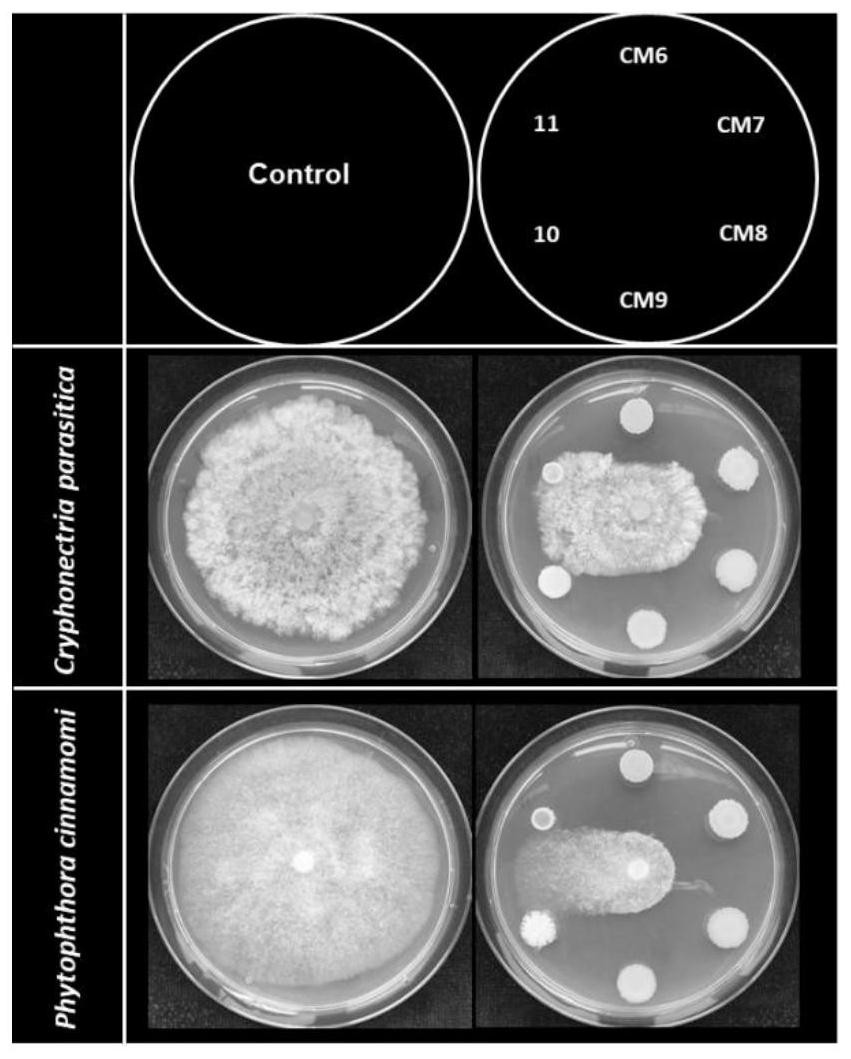 18905能够明显抑制栗疫病菌(cryphonectria parasitica)和/或墨水