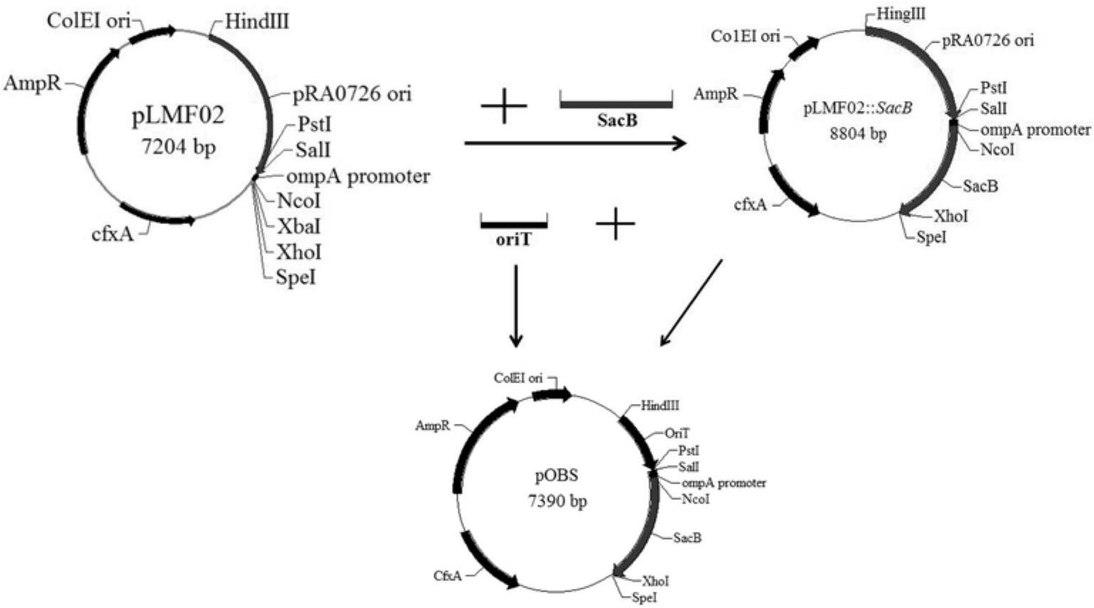 蔗糖致死基因SacB在基因缺失反向筛选标记中的应用及其无痕缺失自杀载体 - 爱企查