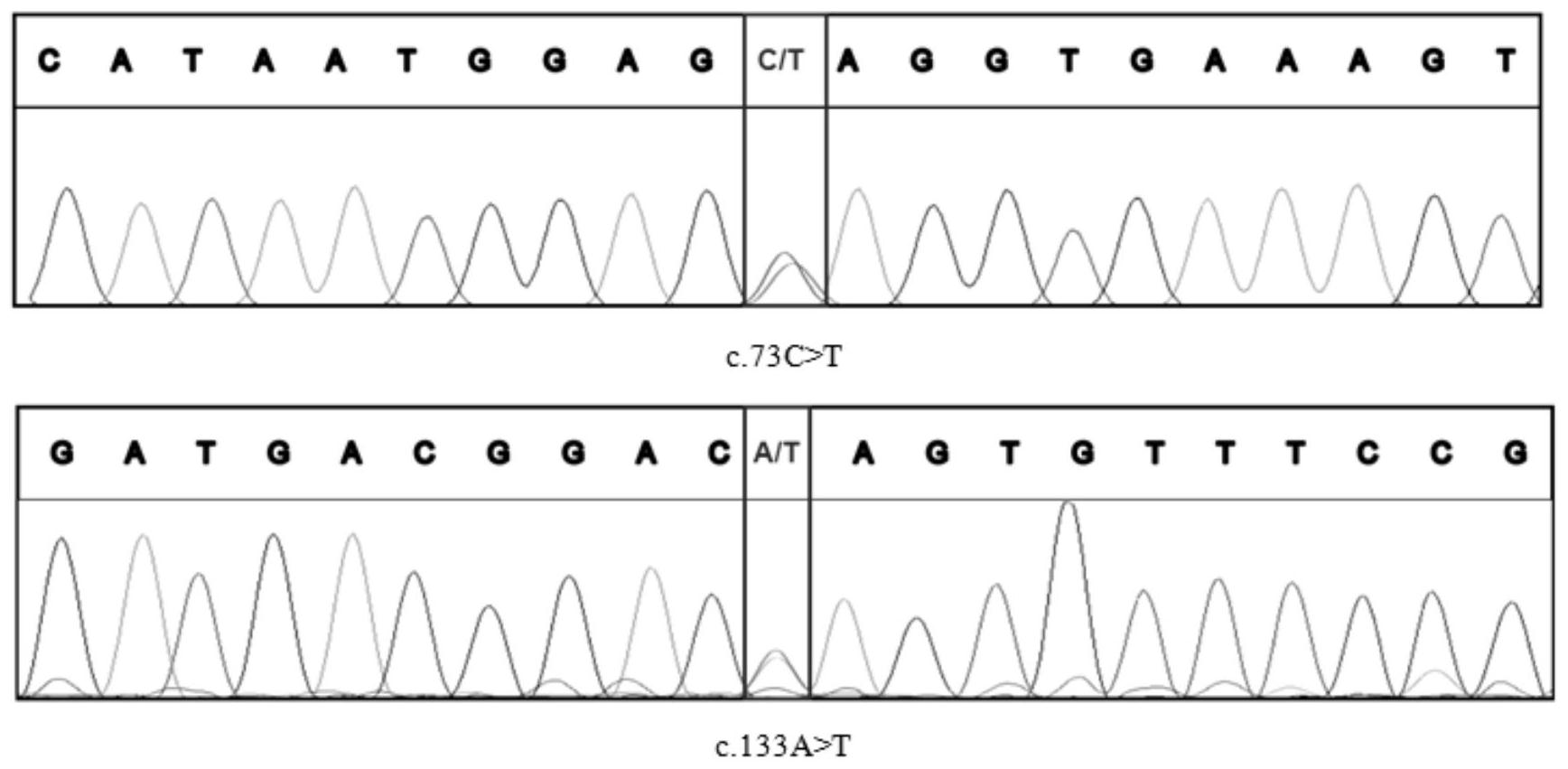 timm13突变基因,检测其的引物,试剂盒和方法以及其用途