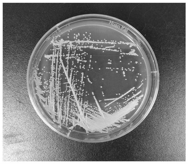 并能显著提高酱油或酱中462乙基愈创木酚,谷氨酸和/或β62苯乙醇