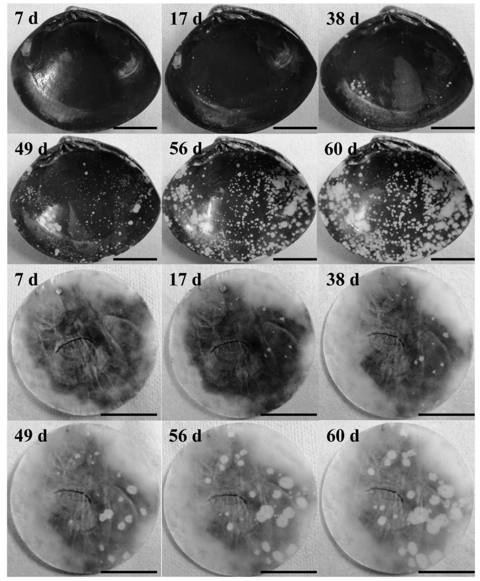 一种紫菜贝壳丝状体的原位观察方法-爱企查